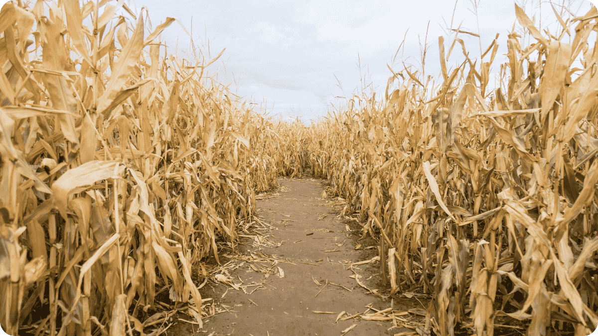 The Farm Subsidy Trap: How Crop Insurance Locks Farmers Into Corn and Soy in 2025