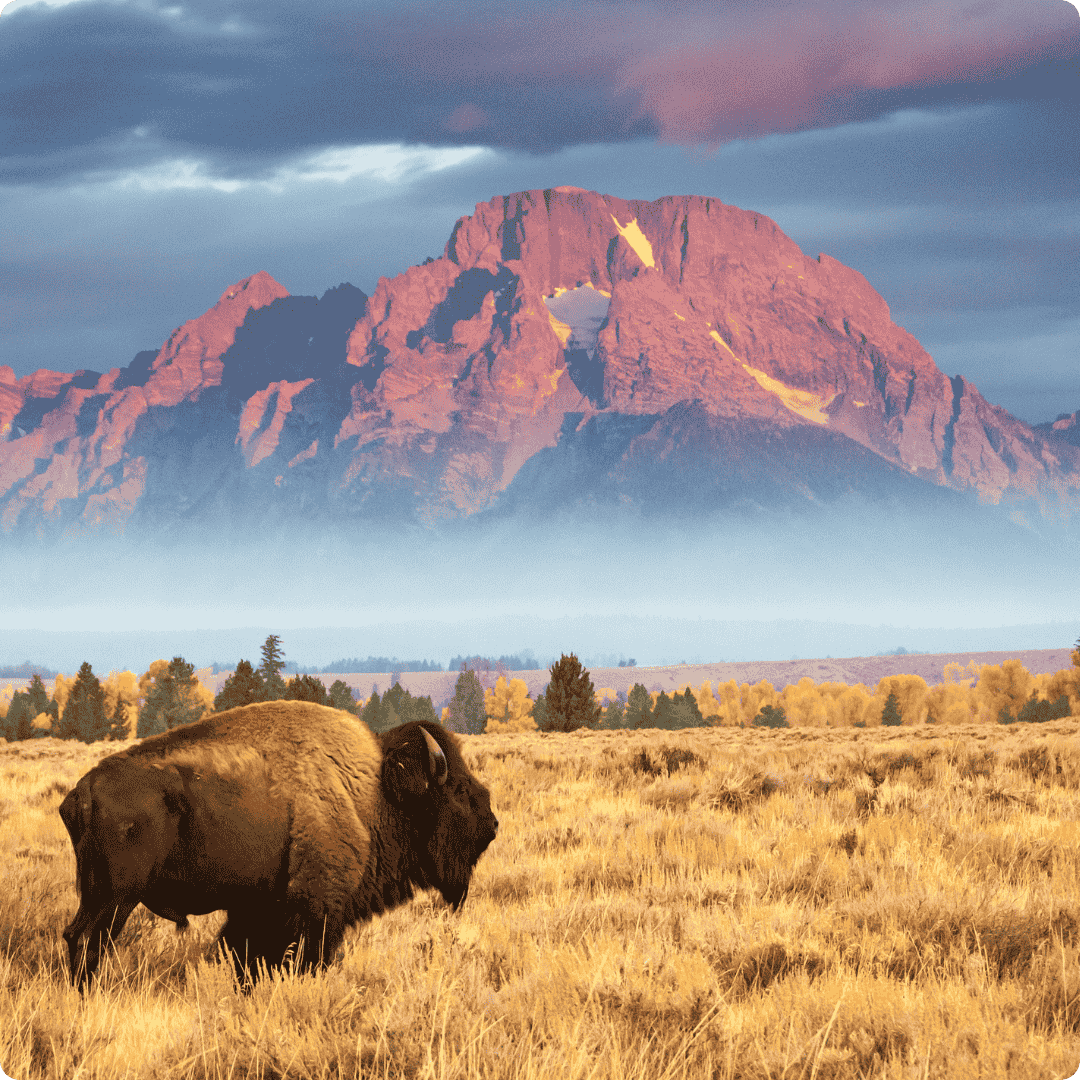 The Bison Truth