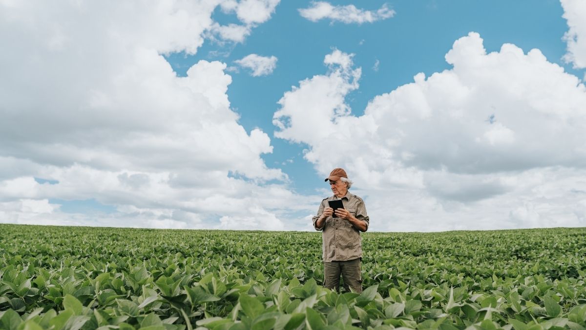 Tariffs Slam US Soybean Farmers in 2025: What You Need to Know