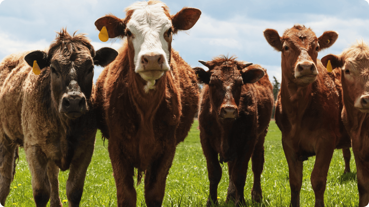 What’s Really in Your Supermarket Ground Beef? The Industrial vs. Regenerative Beef Showdown