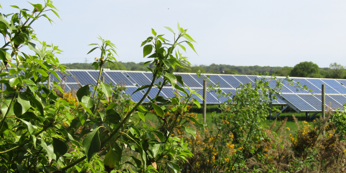 Solar panels installed on farmland surrounded by green plants and shrubs, representing renewable energy and sustainable farming practices.