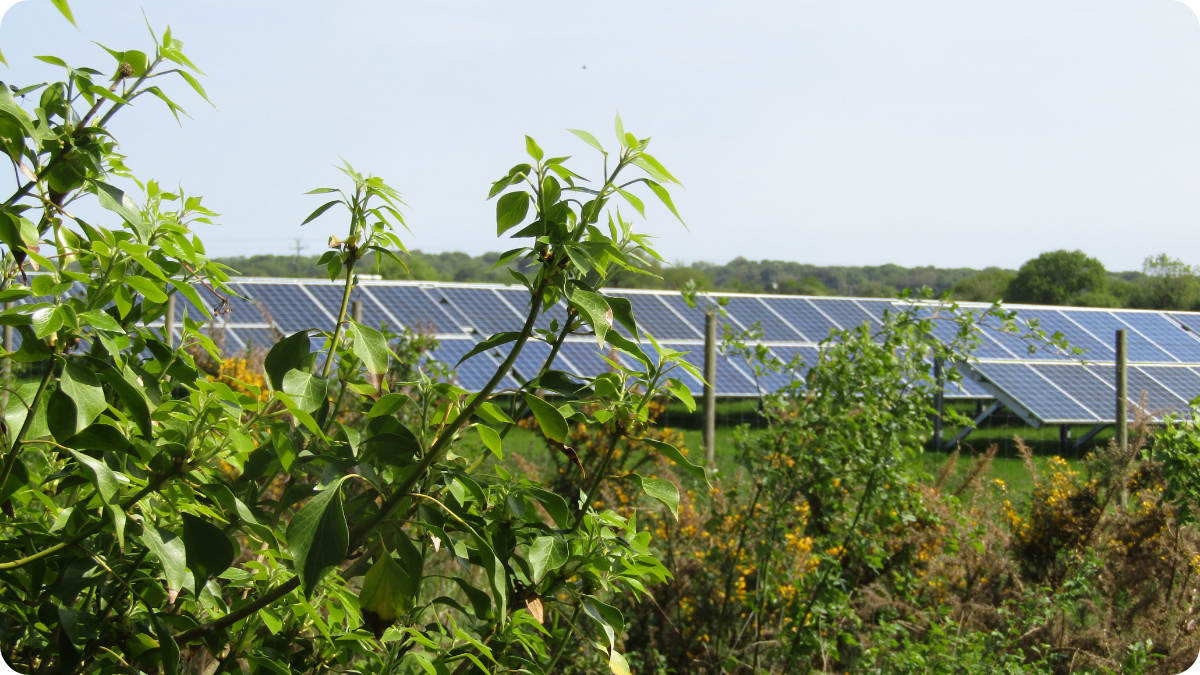 Solar panels installed on farmland surrounded by green plants and shrubs, representing renewable energy and sustainable farming practices.