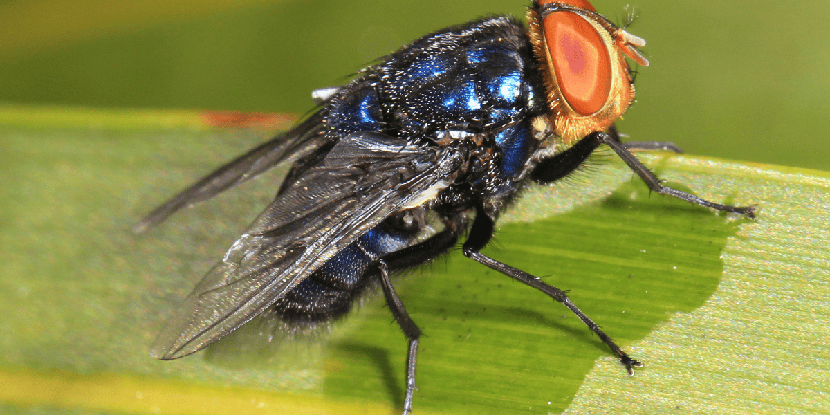 Close-up of a New World screwworm fly (Cochliomyia hominivorax) with metallic blue body and red eyes, sitting on a green leaf.