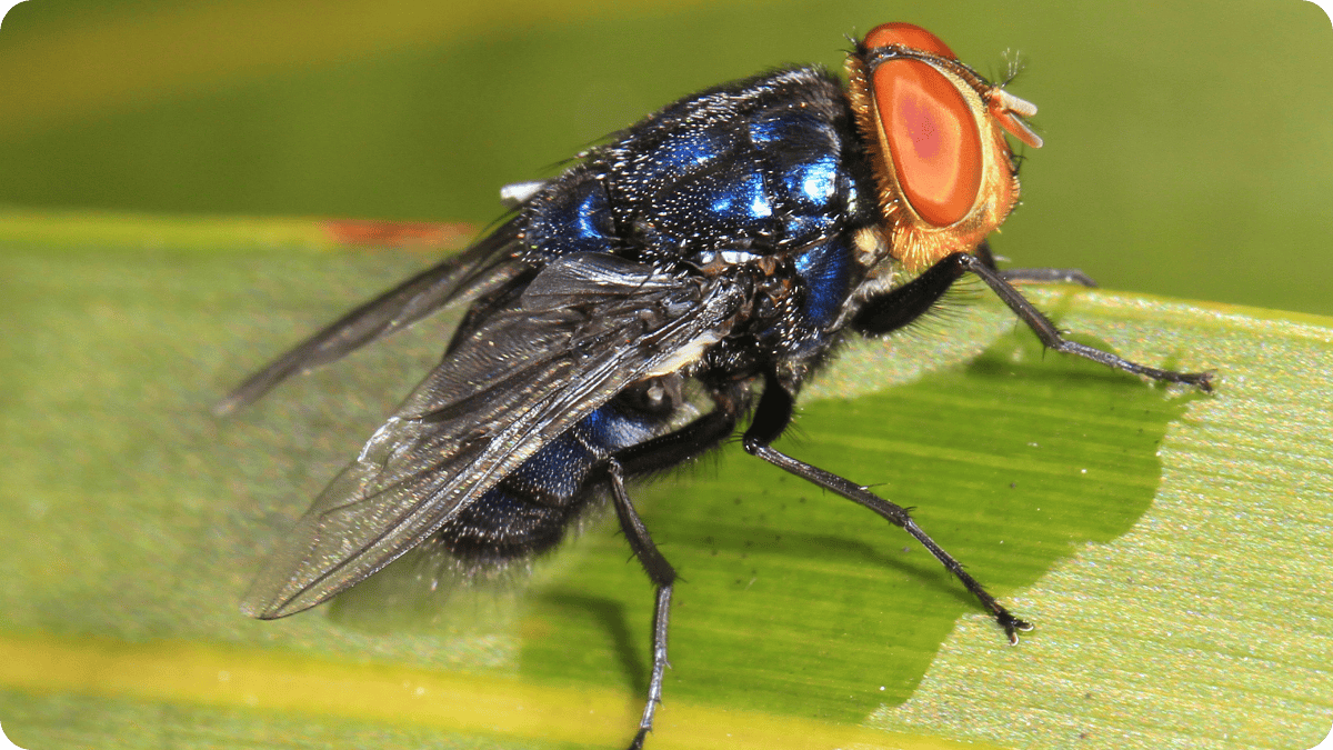 Close-up of a New World screwworm fly (Cochliomyia hominivorax) with metallic blue body and red eyes, sitting on a green leaf.