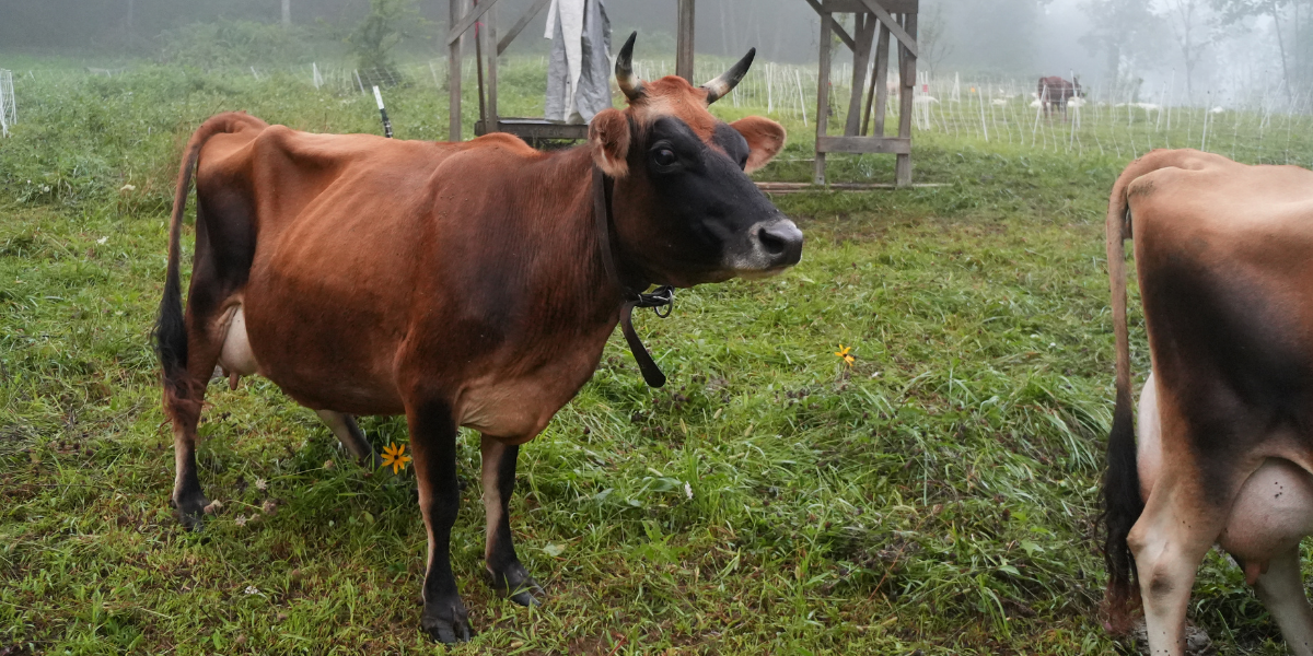 Where To Buy Raw Milk