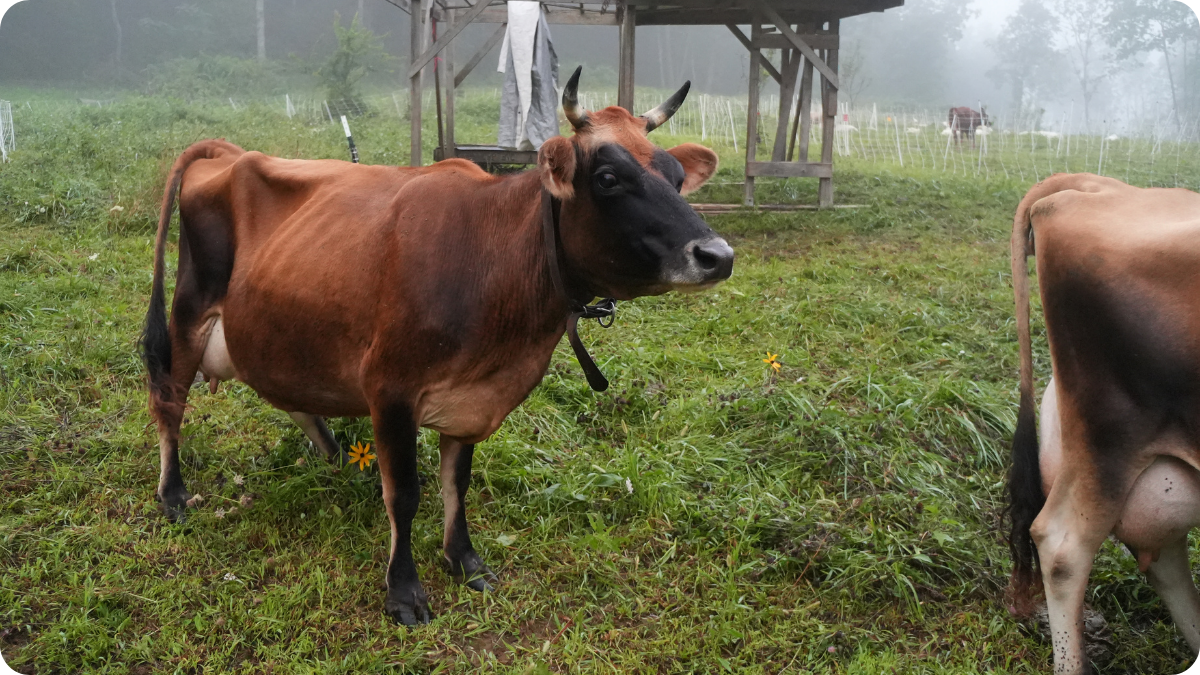 Where To Buy Raw Milk