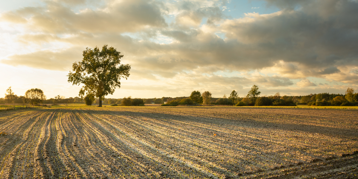 America’s Farm-Labor Famine: Why the Fields Are Going Silent