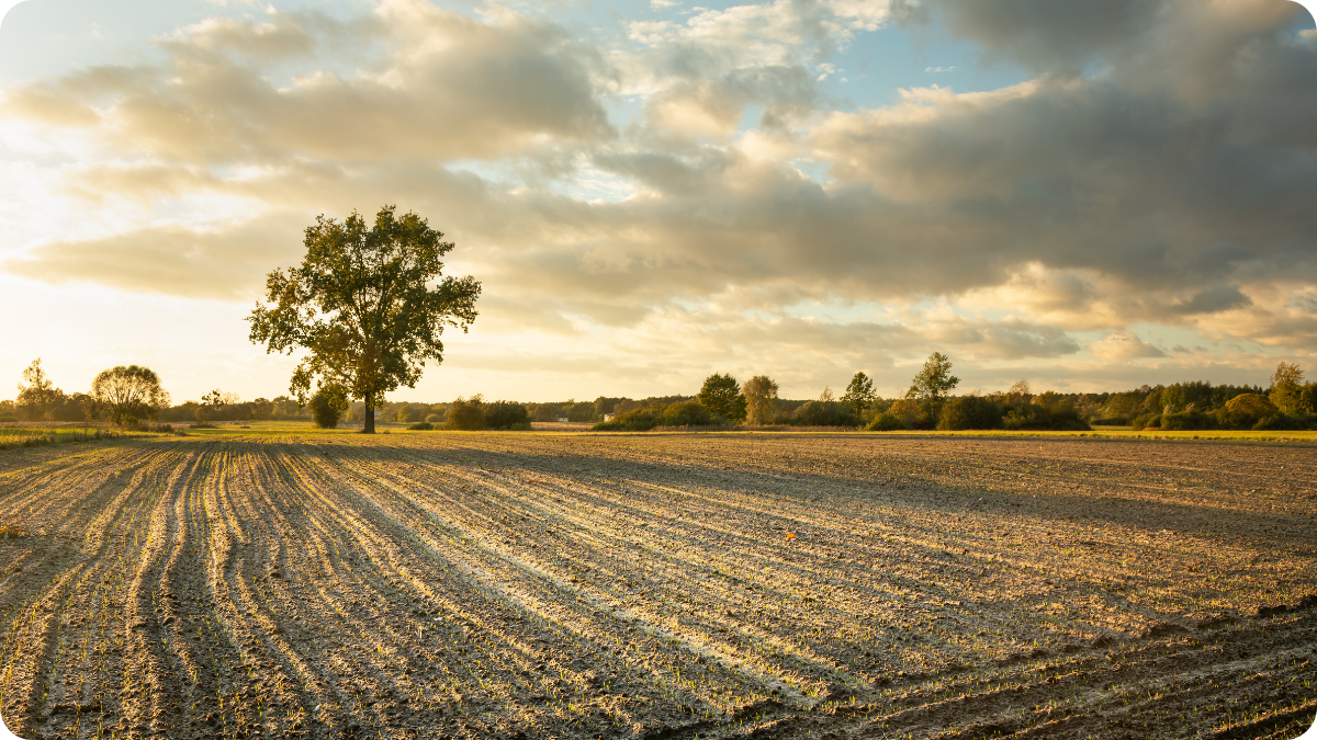 America’s Farm-Labor Famine: Why the Fields Are Going Silent