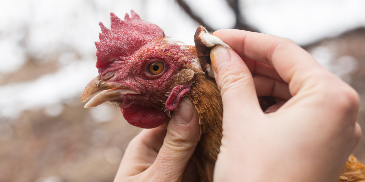 When Vets Vanish: USDA’s Fight Against the Rural Veterinary Shortage