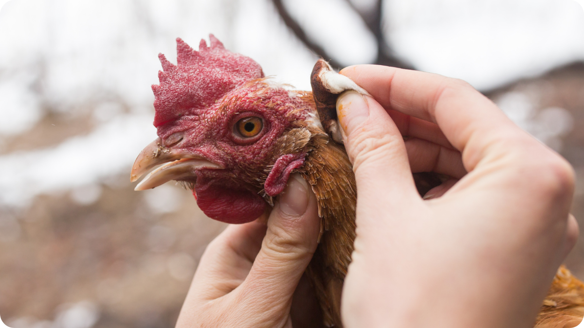 When Vets Vanish: USDA’s Fight Against the Rural Veterinary Shortage