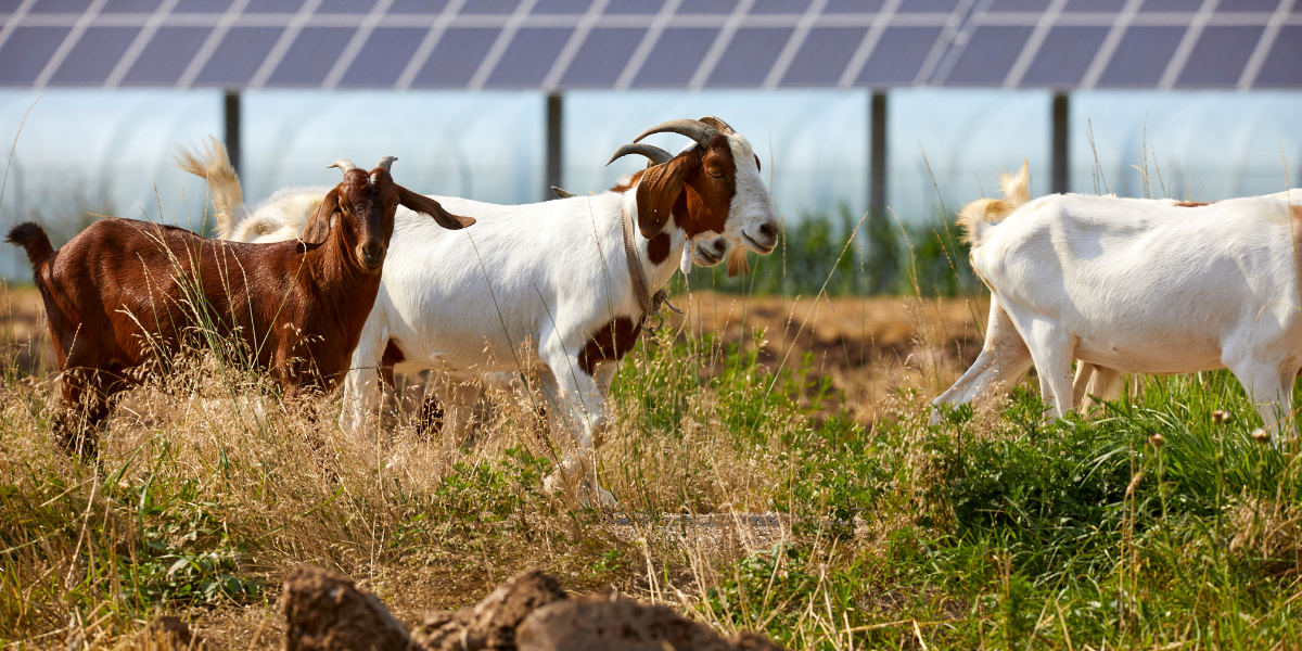 New York’s Solar Land Grab: Farmers Fight for Farmland