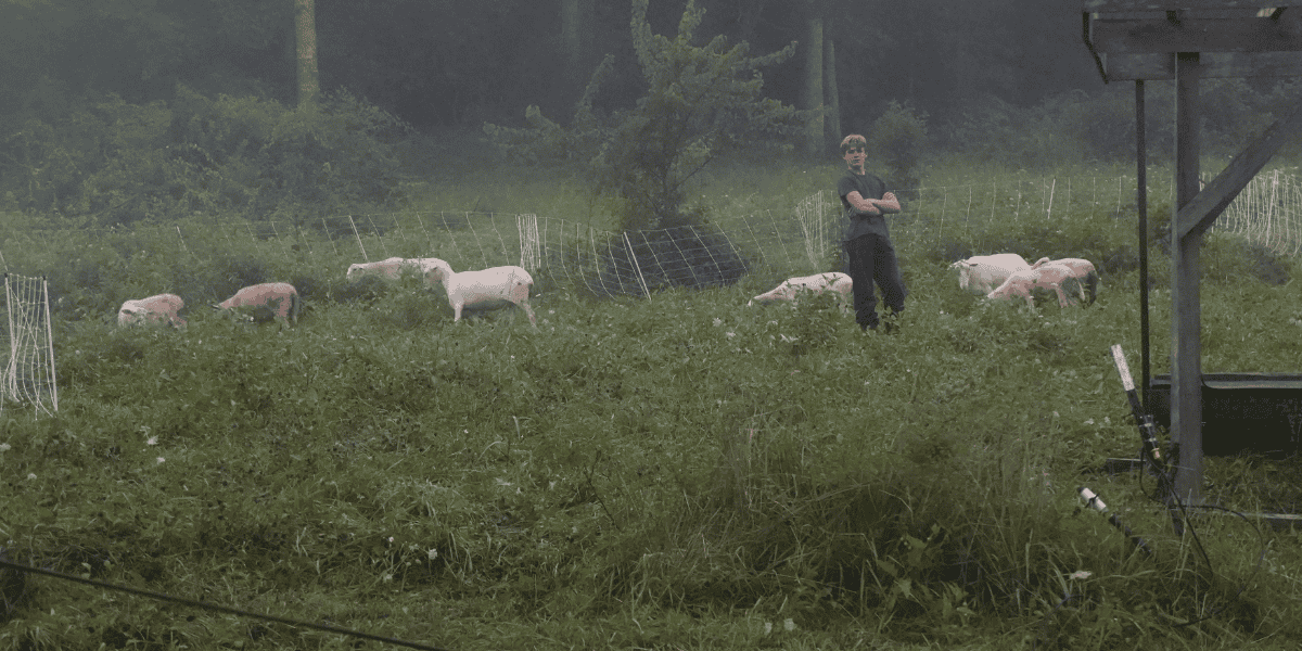 Silvopasture: Building Climate-Resilient Farms with Trees and Livestock