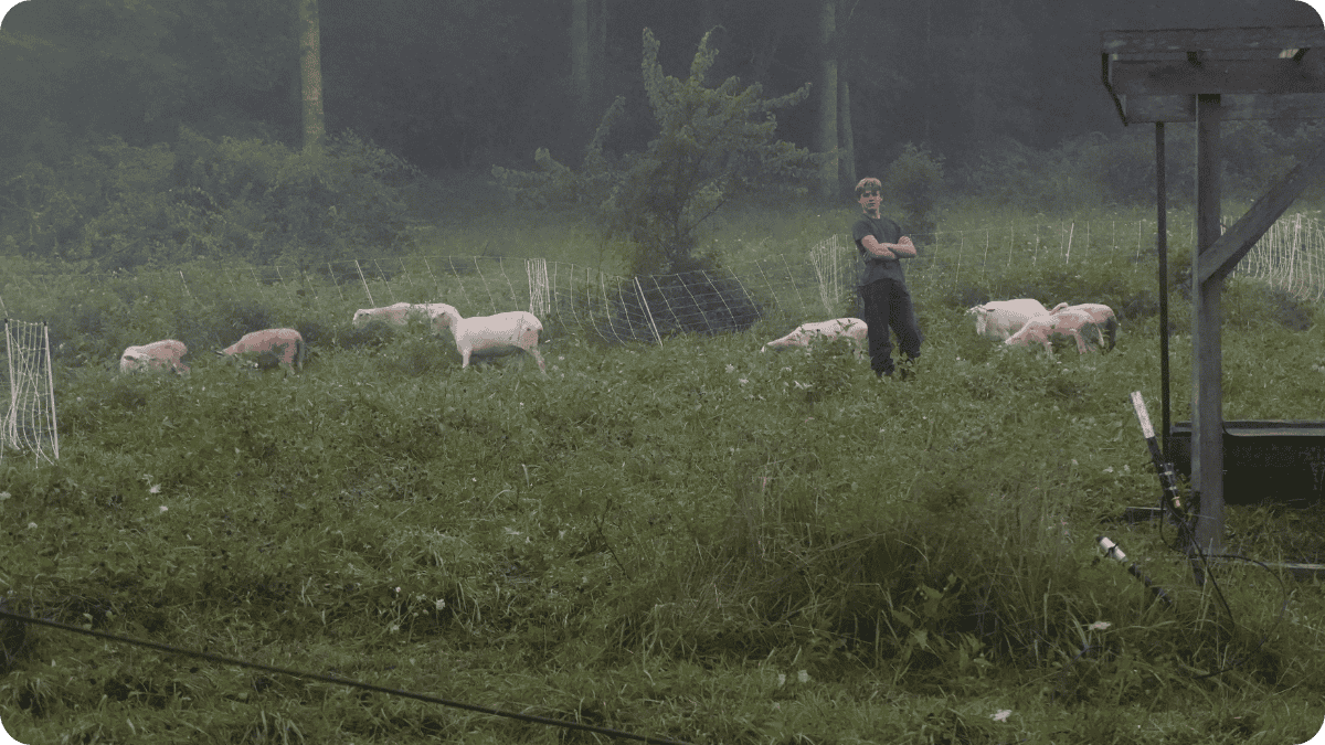 Silvopasture: Building Climate-Resilient Farms with Trees and Livestock