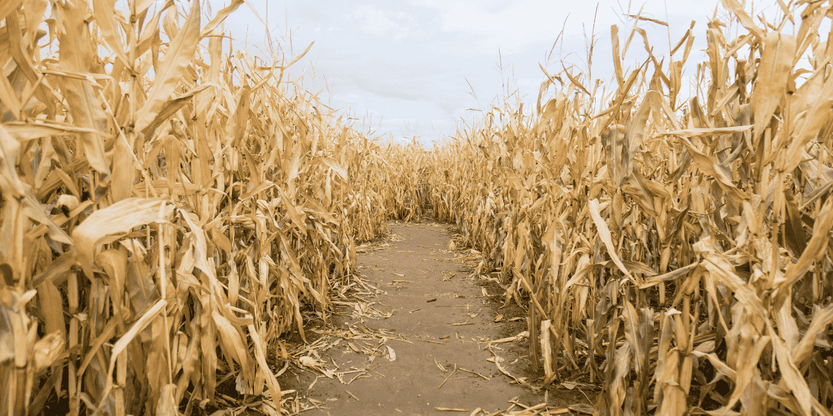 The Farm Subsidy Trap: How Crop Insurance Locks Farmers Into Corn and Soy in 2025