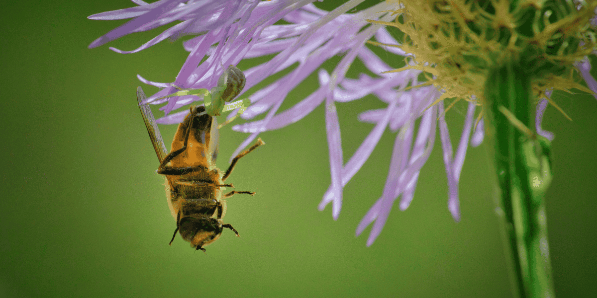 Texas Faces Record Honeybee Loss: What It Means for Farmers and Food Freedom in 2025