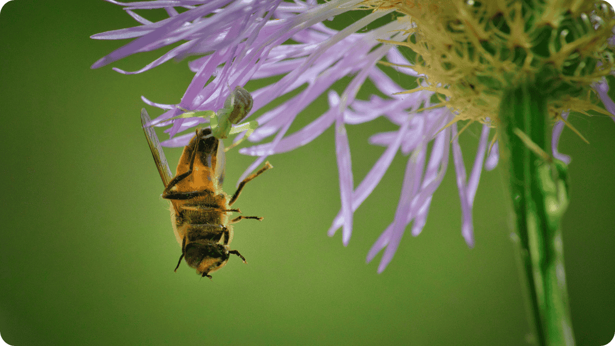 Texas Faces Record Honeybee Loss: What It Means for Farmers and Food Freedom in 2025