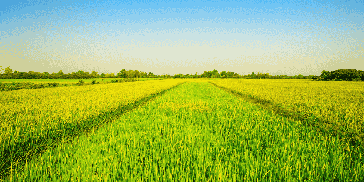 Illinois Farmers Bet on Rice: A Flood-Resilient Future for the Corn Belt