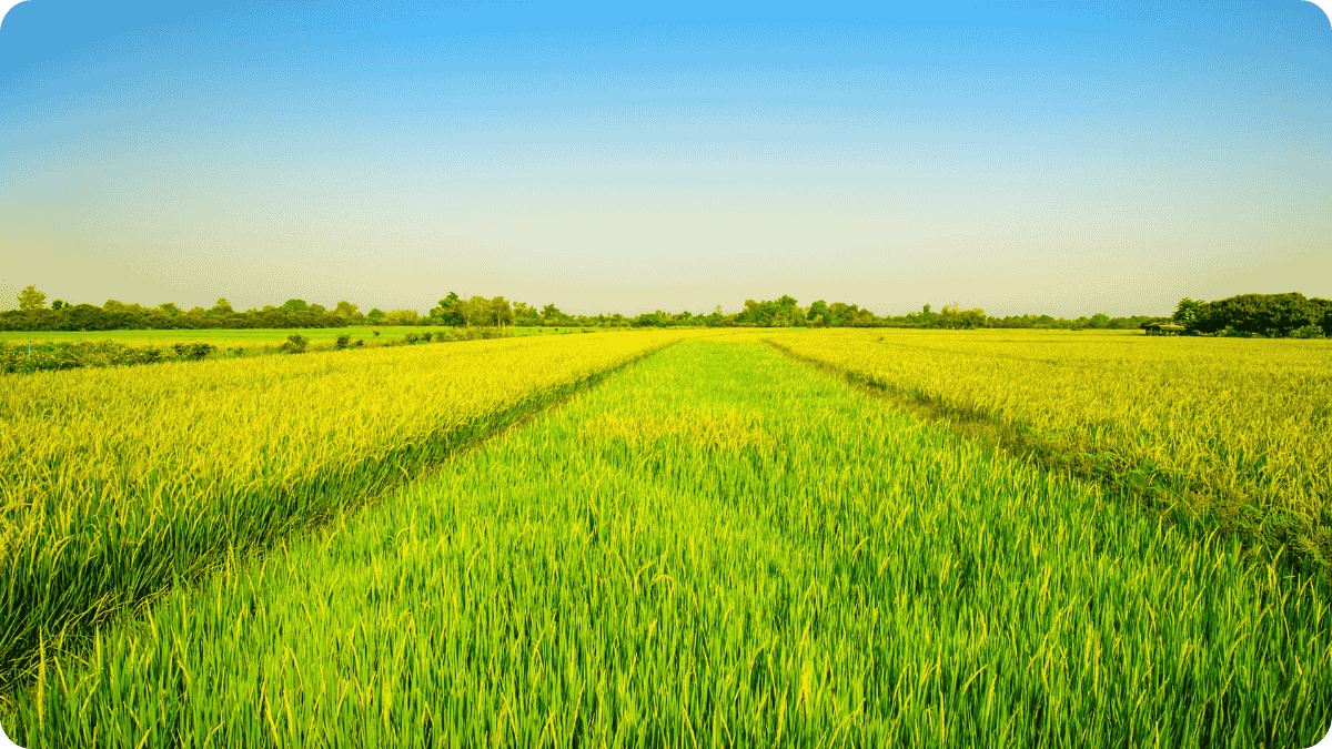 Illinois Farmers Bet on Rice: A Flood-Resilient Future for the Corn Belt