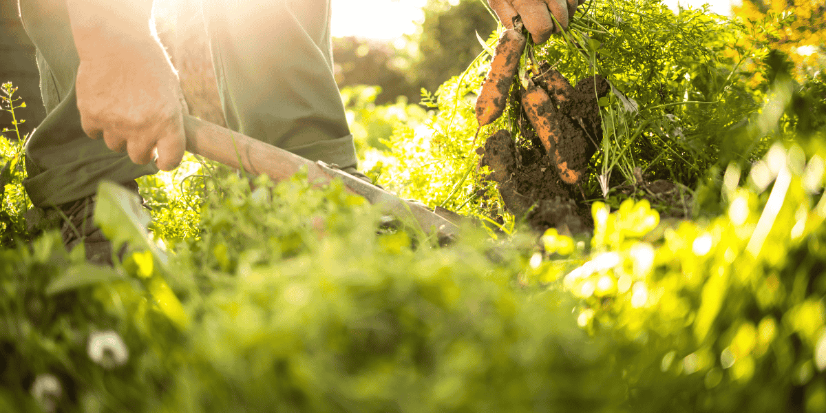 How U.S. Farms, Schools, and Online Courses Are Promoting Permaculture Wisdom