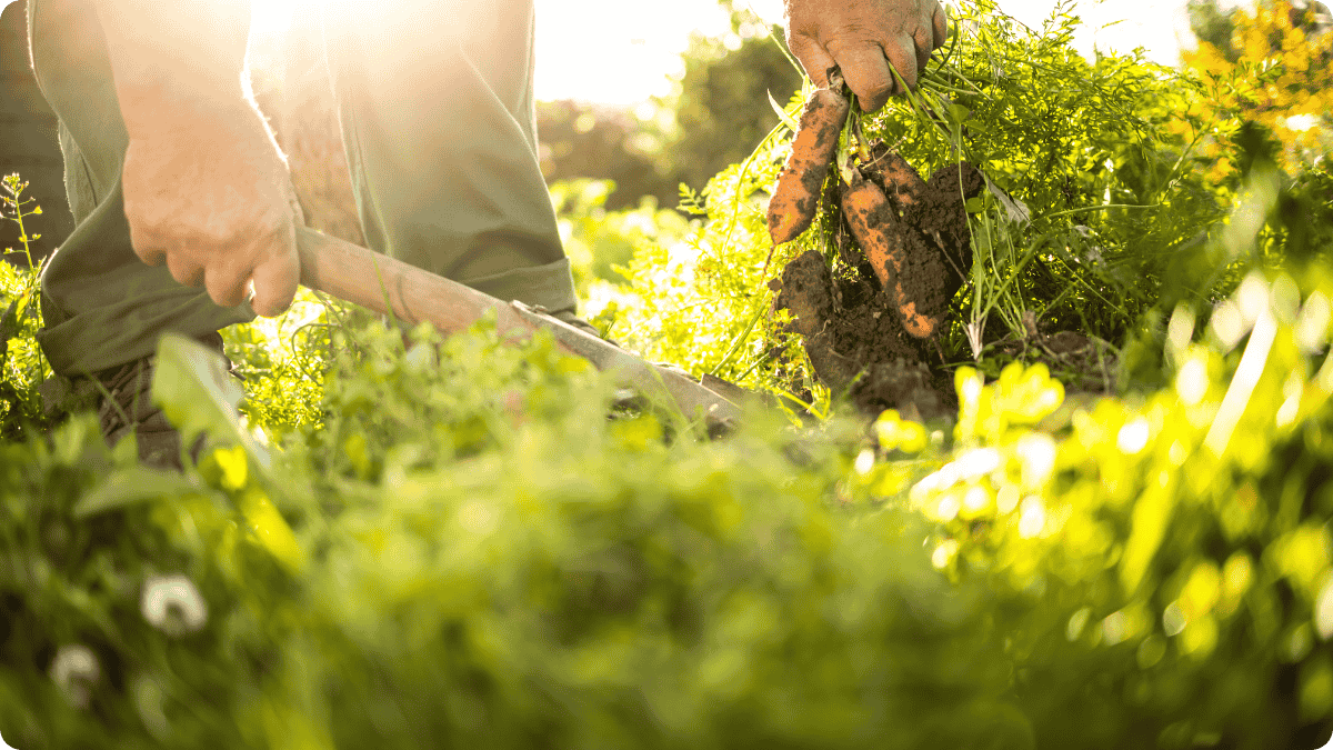 How U.S. Farms, Schools, and Online Courses Are Promoting Permaculture Wisdom