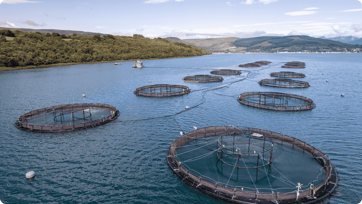 Is Salmon Aquaculture the Future of Sustainable Protein?