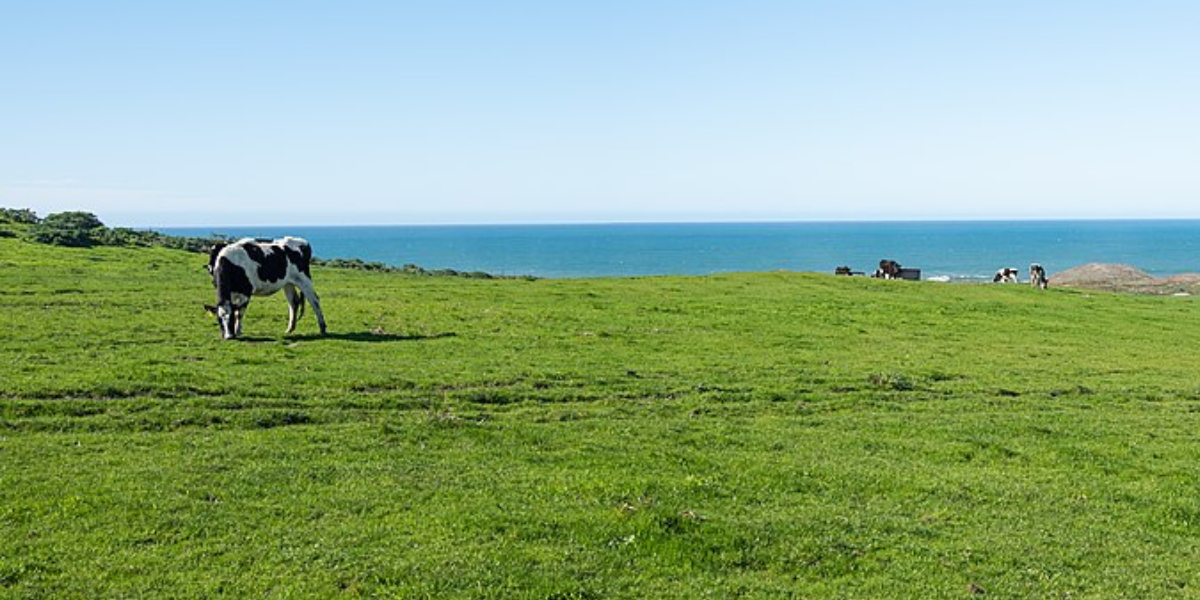 Cows grazing on green grass on Point Reyes