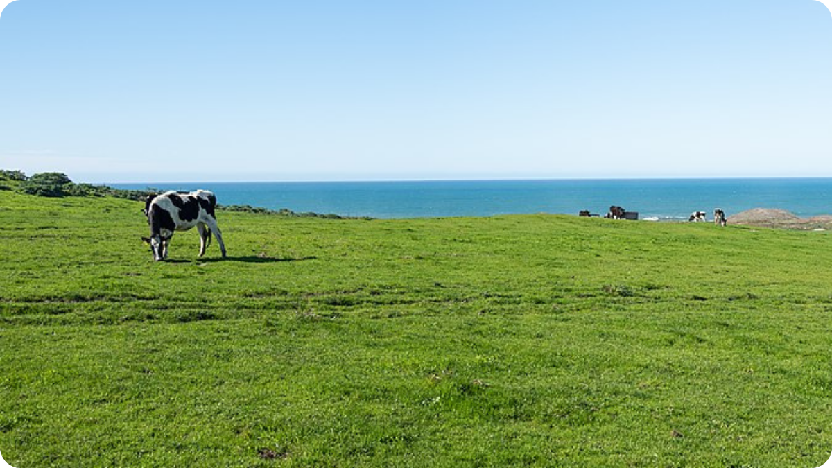 Cows grazing on green grass on Point Reyes