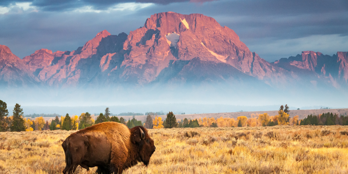 Bison on grasslands with mountain in background