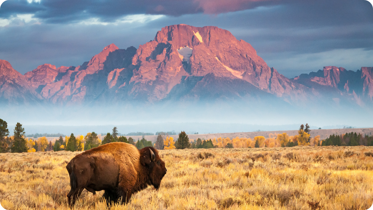 Bison on grasslands with mountain in background