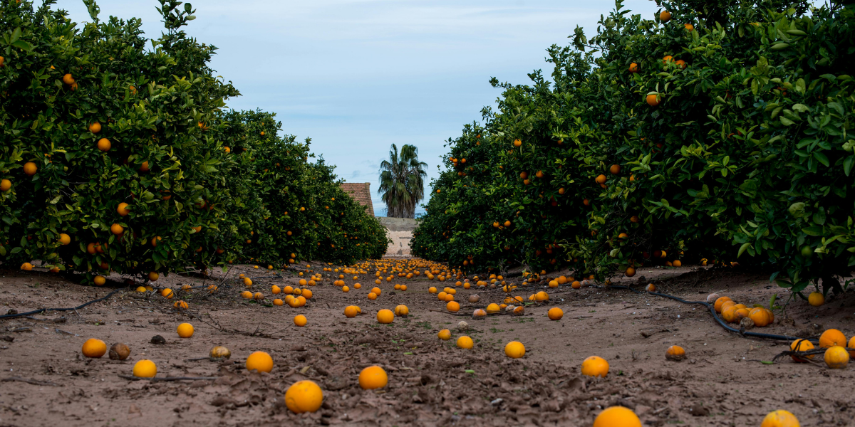 Orange farm with oranges on the ground with sea in background
