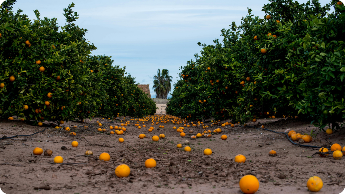 Orange farm with oranges on the ground with sea in background