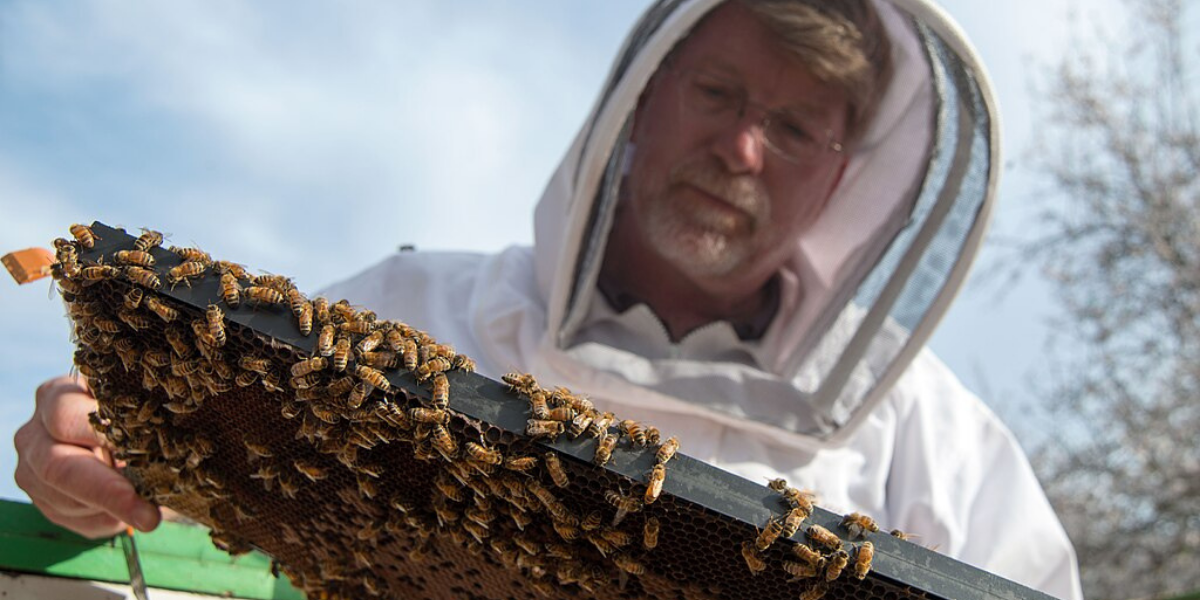 Honeybee Colony Loss in Wisconsin: How Pesticides Push Our Food System Toward Collapse
