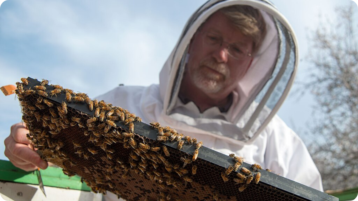 Honeybee Colony Loss in Wisconsin: How Pesticides Push Our Food System Toward Collapse