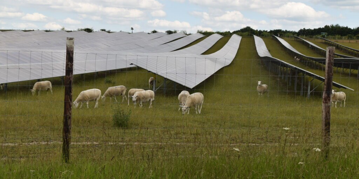 Solar Grazing: How Sheep Are Powering America’s Green Energy Boom