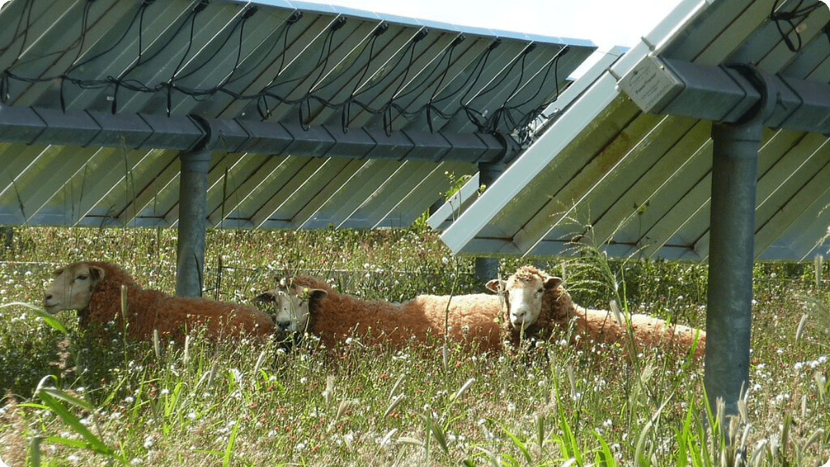 Can Solar and Farming Work Together? Iowa State’s Agrivoltaics Thinks So - The Regenaissance