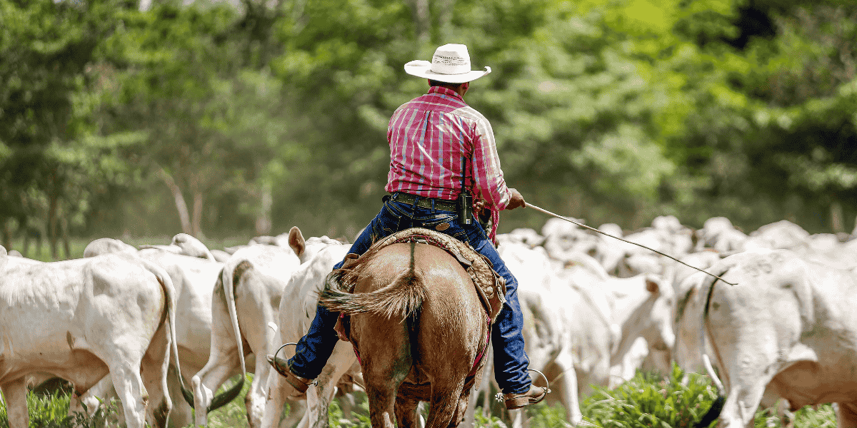 From Veterinarians to Ranchers: How Regenerative Grazing is Reshaping America’s Farms - The Regenaissance