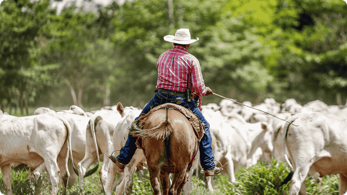 From Veterinarians to Ranchers: How Regenerative Grazing is Reshaping America’s Farms - The Regenaissance
