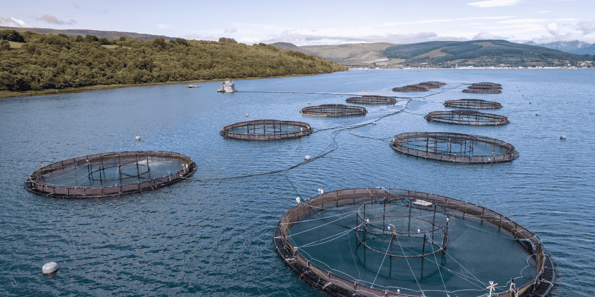 Is Salmon Aquaculture the Future of Sustainable Protein? - The Regenaissance