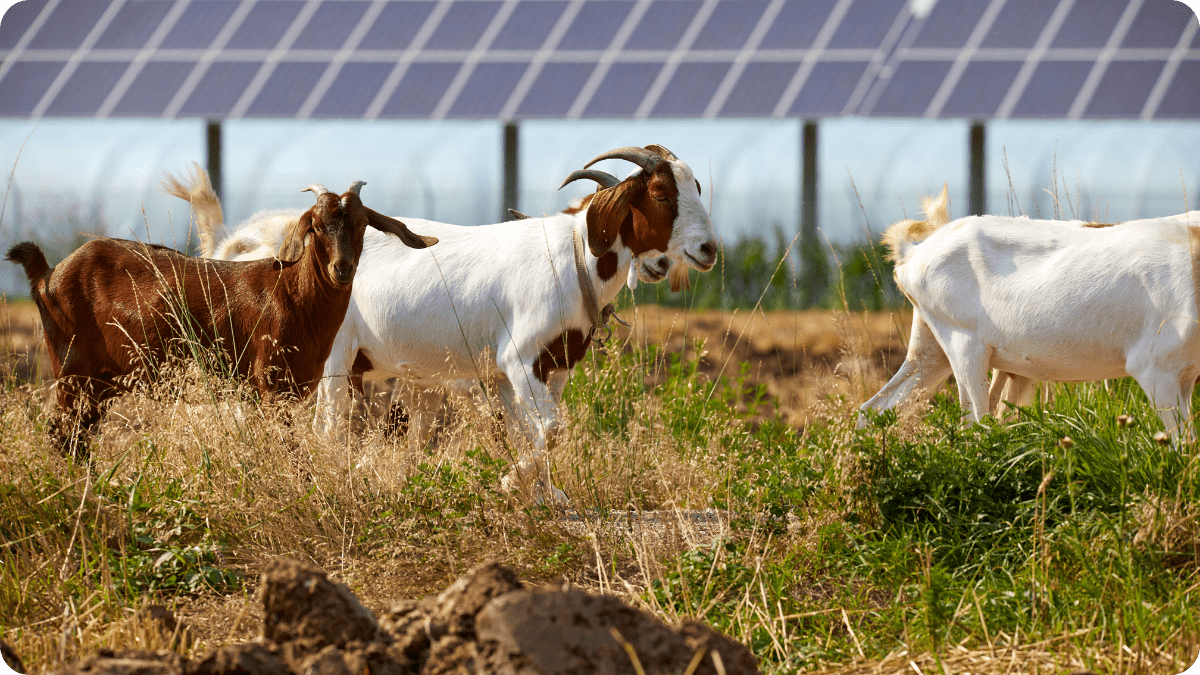 New York’s Solar Land Grab: Farmers Fight for Farmland - The Regenaissance