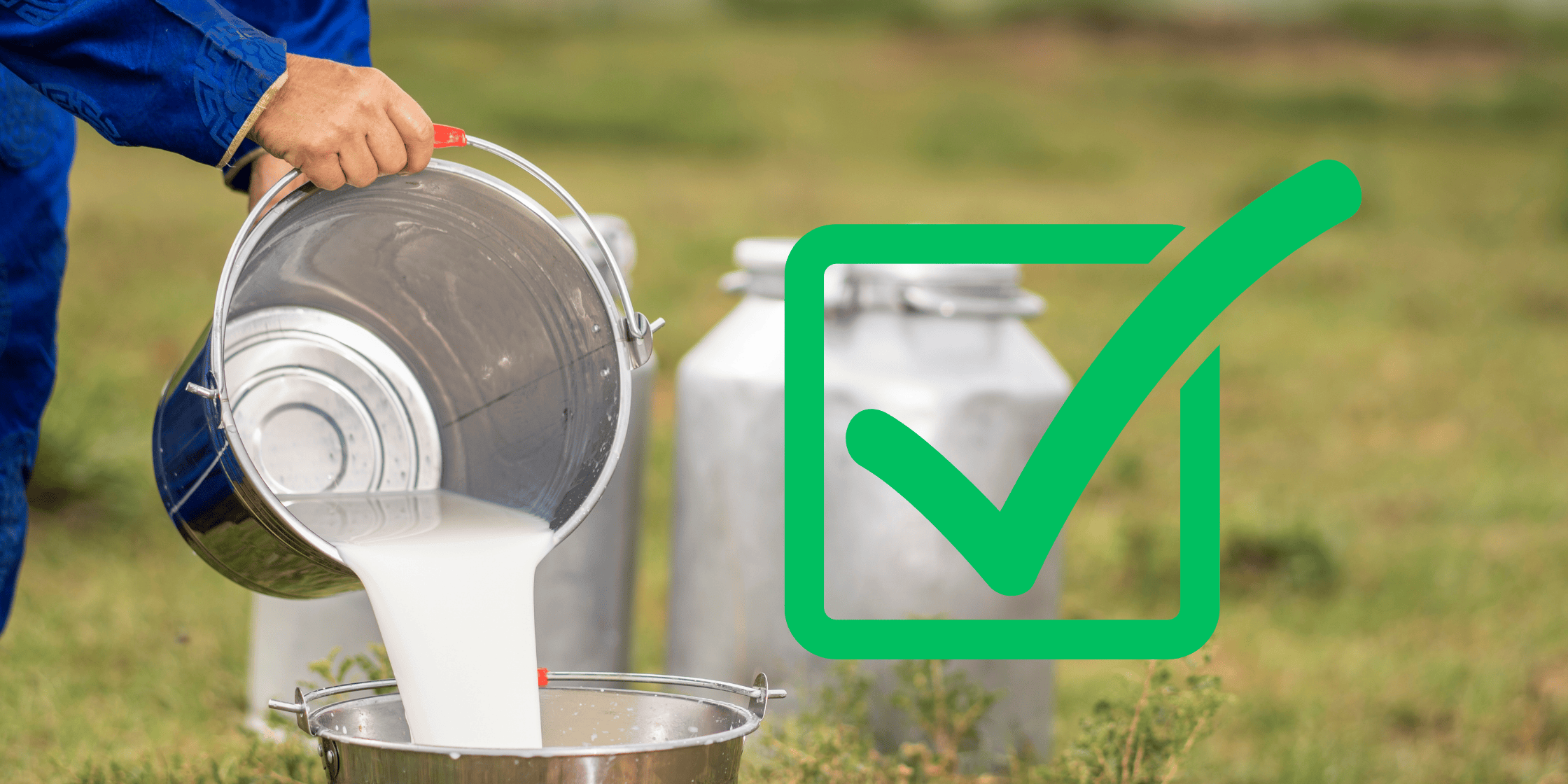 Raw Milk being poured from bucket