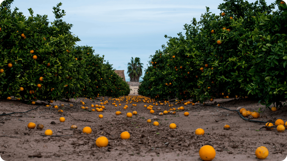 Saving Our Oranges: How Regenerative Farming Can Beat Citrus Greening - The Regenaissance