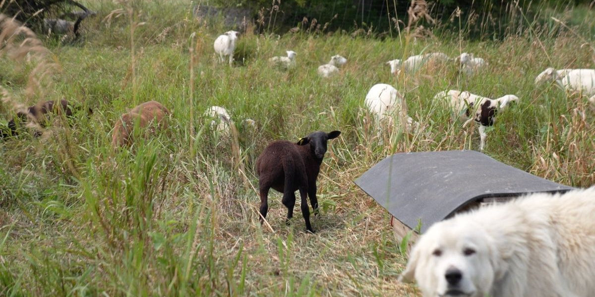 Sod Pasture to Silvopasture: A Texas‐Sized Farmer Story of Rebellion and Renewal - The Regenaissance