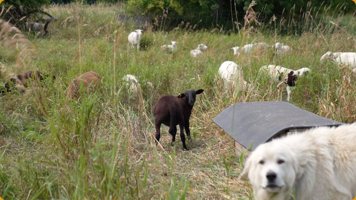 Sod Pasture to Silvopasture: A Texas‐Sized Farmer Story of Rebellion and Renewal - The Regenaissance