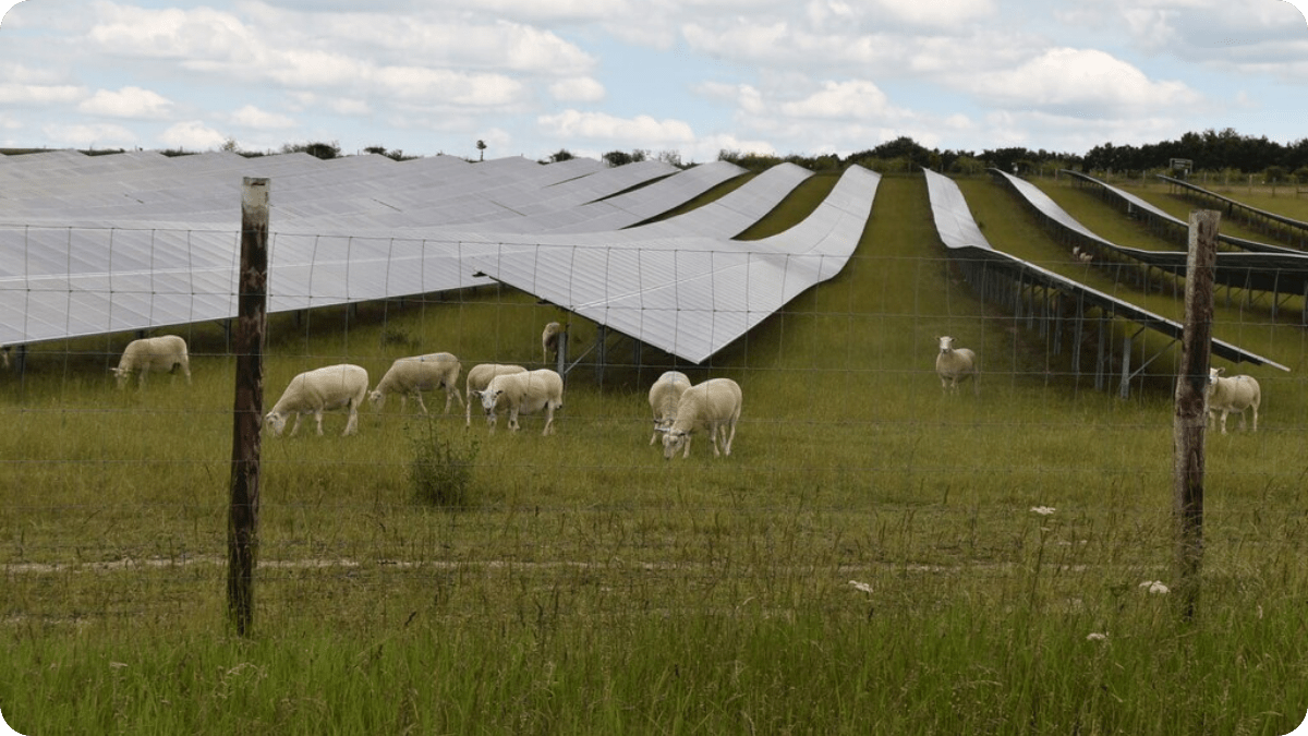 Solar Grazing: How Sheep Are Powering America’s Green Energy Boom - The Regenaissance