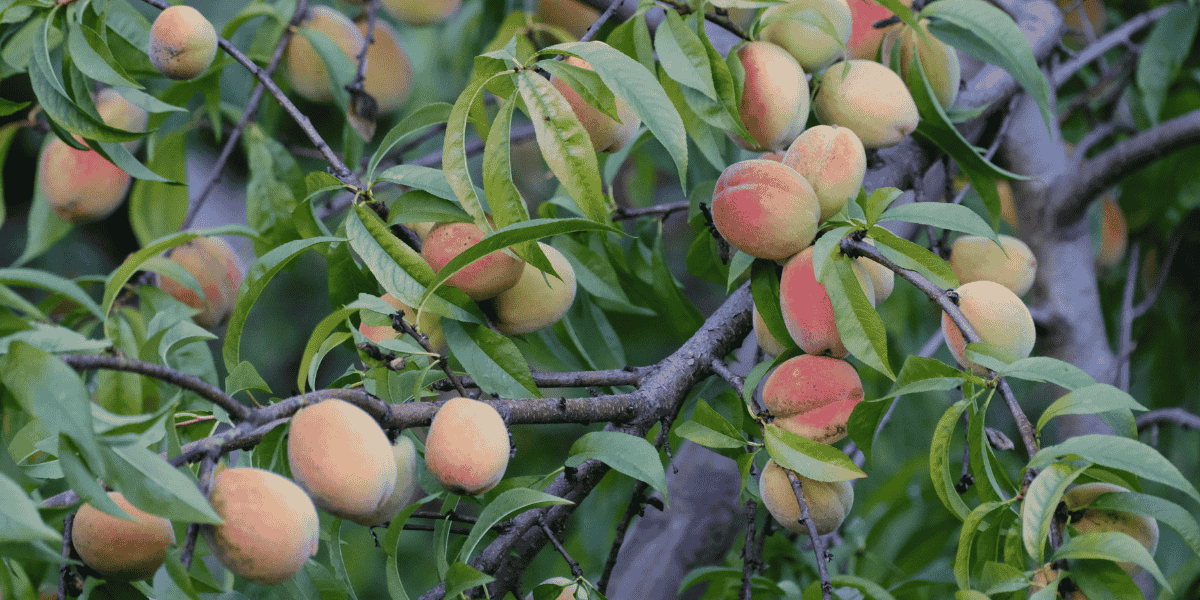 The Great Peach Panic: What It Reveals About Our Fragile Food System - The Regenaissance