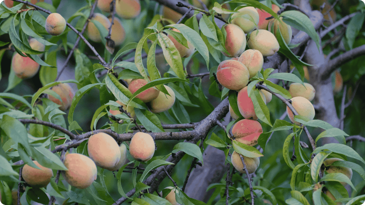 The Great Peach Panic: What It Reveals About Our Fragile Food System - The Regenaissance