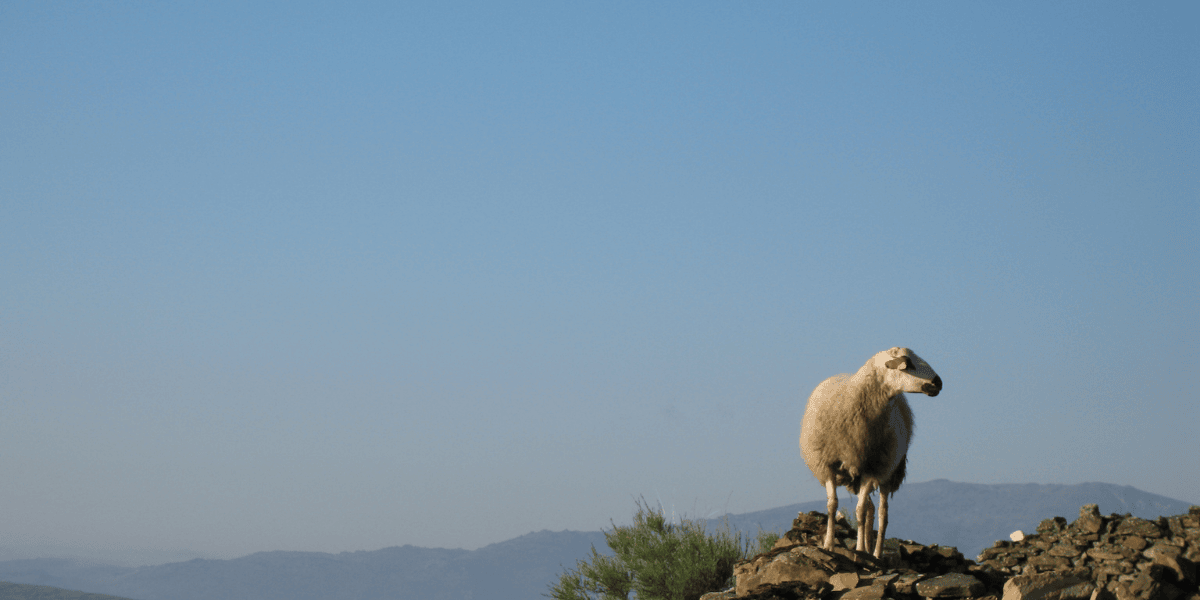 UK Farm Rewilding Policy: Will English Farmers Be Paid to Stop Food Production? - The Regenaissance