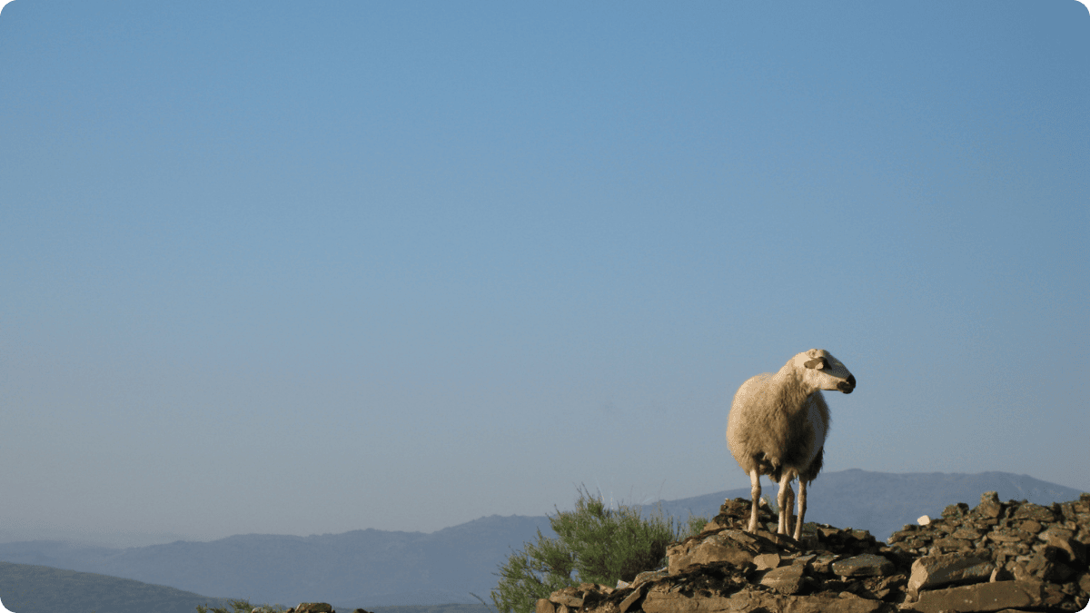 UK Farm Rewilding Policy: Will English Farmers Be Paid to Stop Food Production? - The Regenaissance