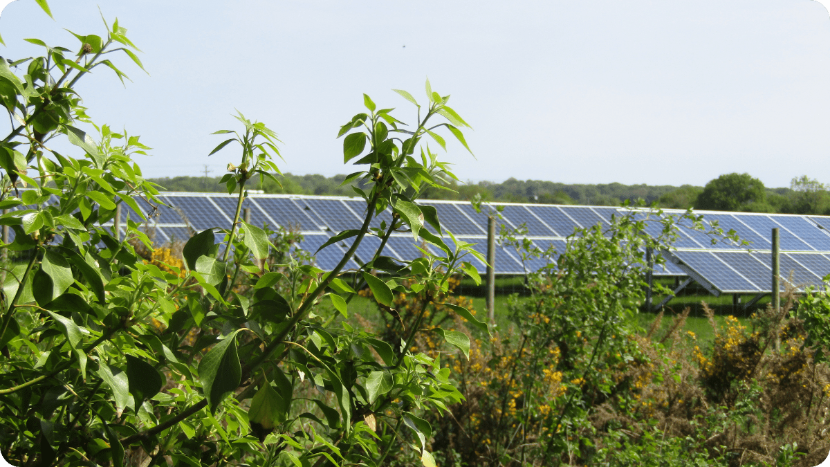 USDA Ends Farm Solar Funding, Leaving Regenerative Farmers in Crisis - The Regenaissance
