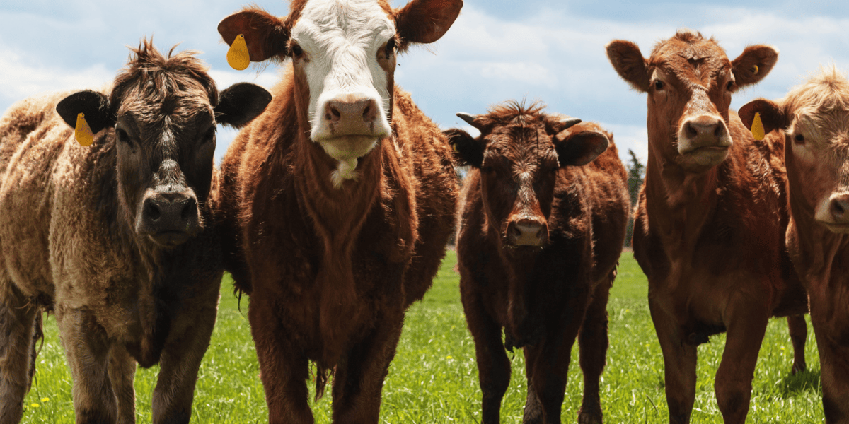 What’s Really in Your Supermarket Ground Beef? The Industrial vs. Regenerative Beef Showdown - The Regenaissance